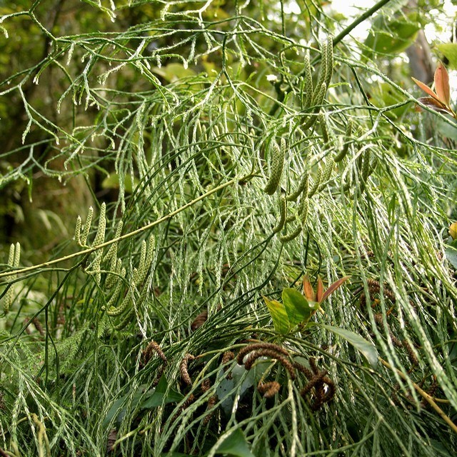 Hình ảnh cây Thạch tùng phi lao