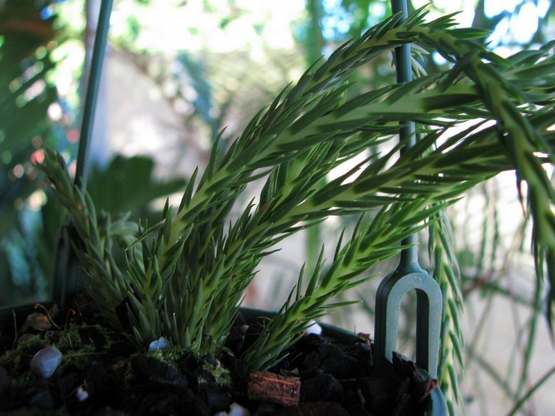 Hình ảnh cây Thạch tùng lá dùi