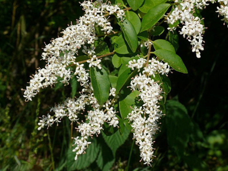 Hình ảnh hoa cây Râm Trung Quốc