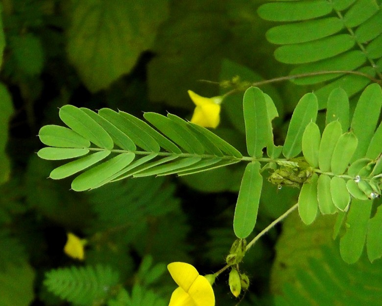 Hình ảnh lá, hoa cây Rút roi