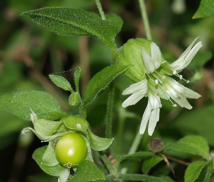 Hình ảnh hoa, quả, lá cây Rút gân