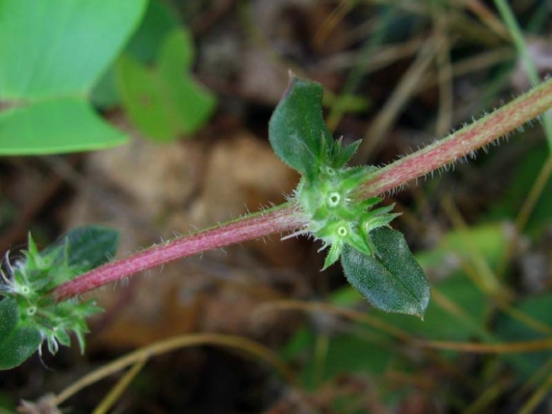 Hình ảnh cây Ruột gà phún