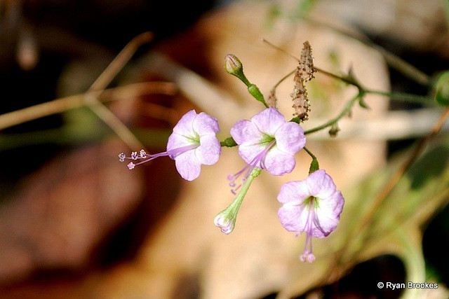 Hình ảnh chùm hoa cây Sâm Nam
