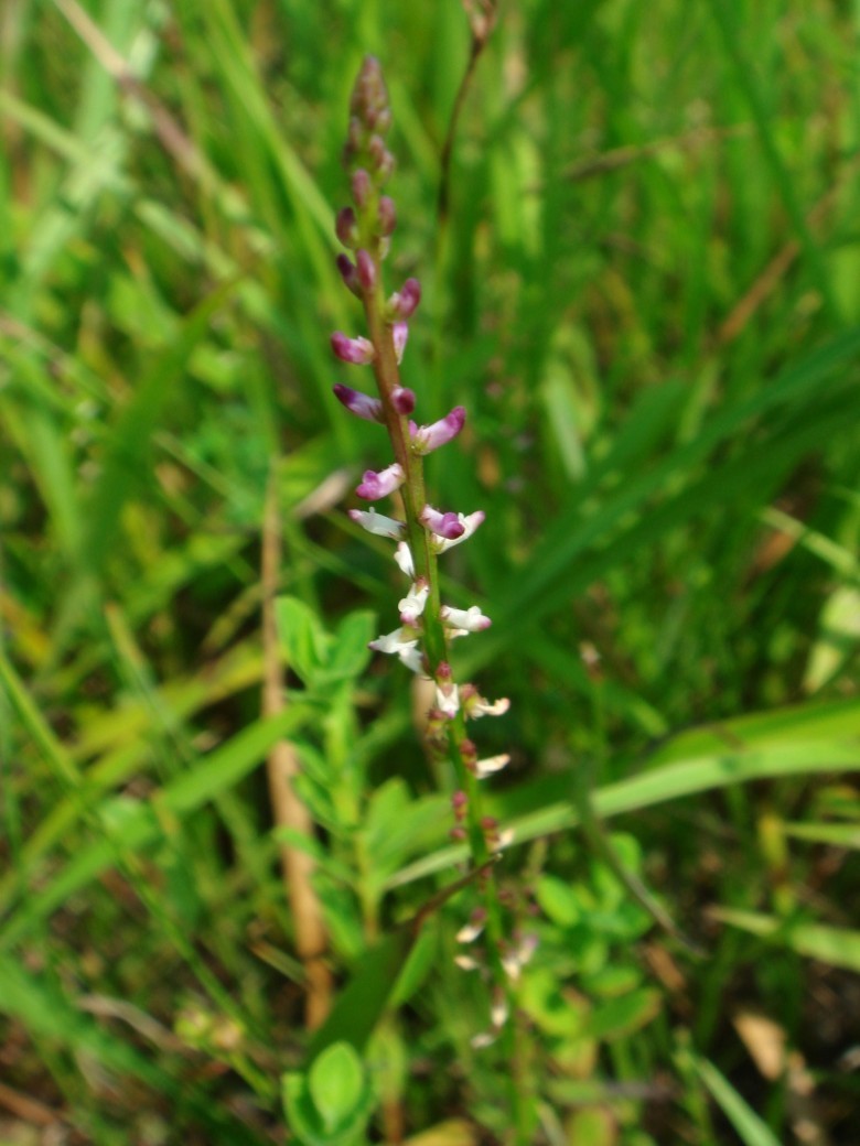 Hình ảnh hoa cây Sa môn rìa lông