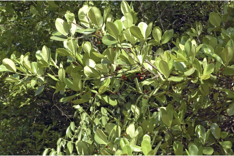 Hình ảnh cây Săng mã