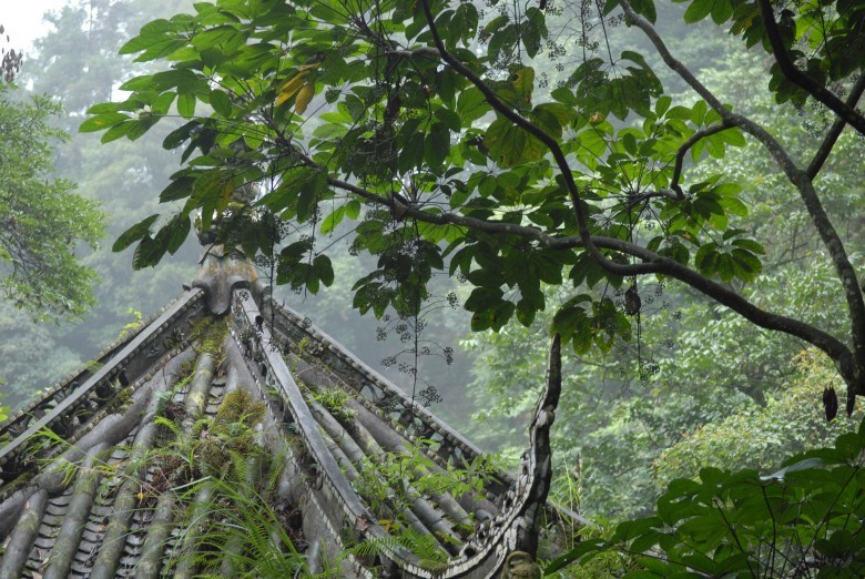 Hình ảnh cây Than