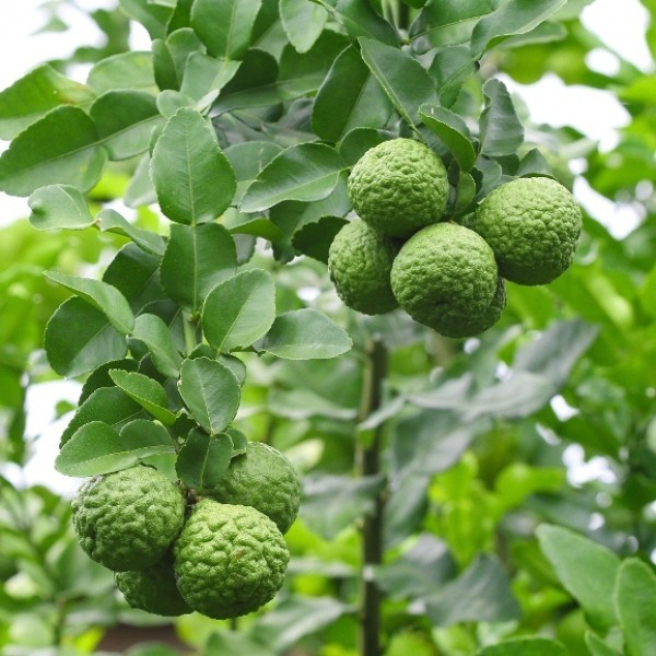 Hình ảnh cây Cam chua