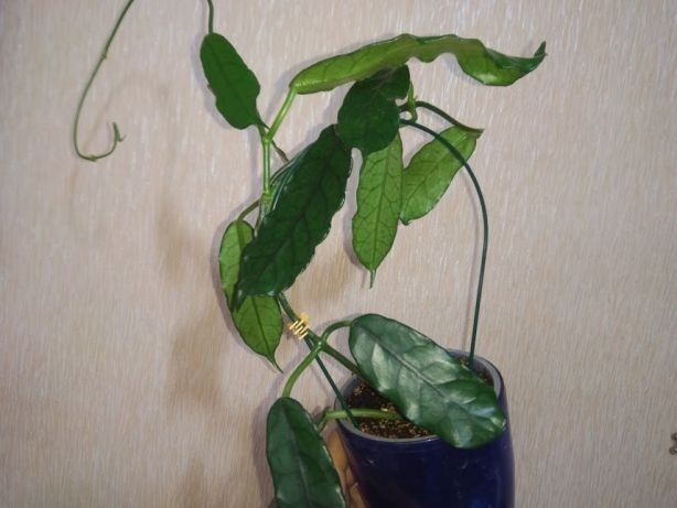 Hình ảnh cây Cẩm cù lông