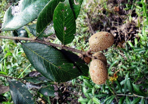 Hình ảnh quả, lá cây Cám