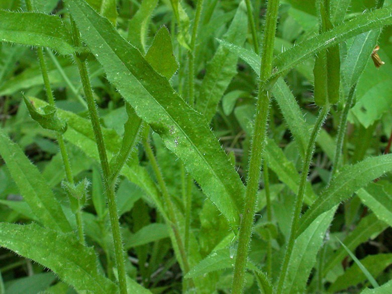 Hình ảnh cây Cam thìa