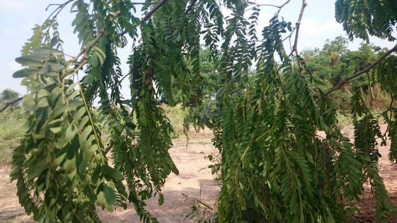 Hình ảnh lá cây Cám trắng