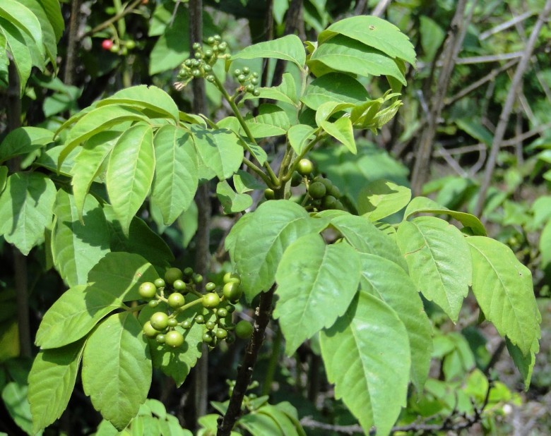 Hình ảnh cây Cà muối