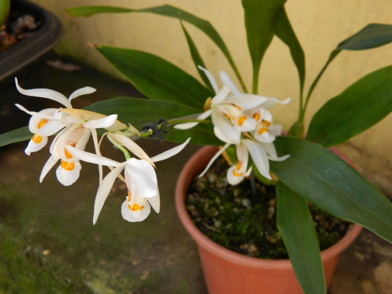 Hình ảnh cây Thanh đạm ngù