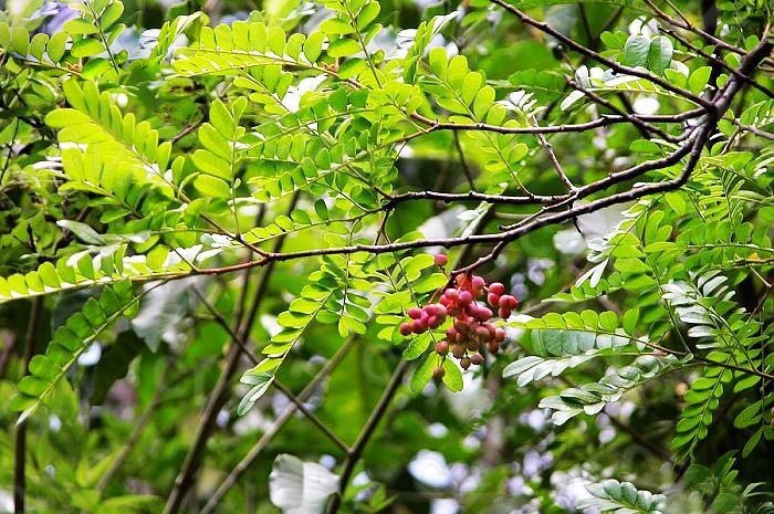 Hình ảnh cây dược liệu Thanh hương