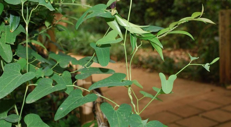 Hình ảnh cây Thanh mộc hương