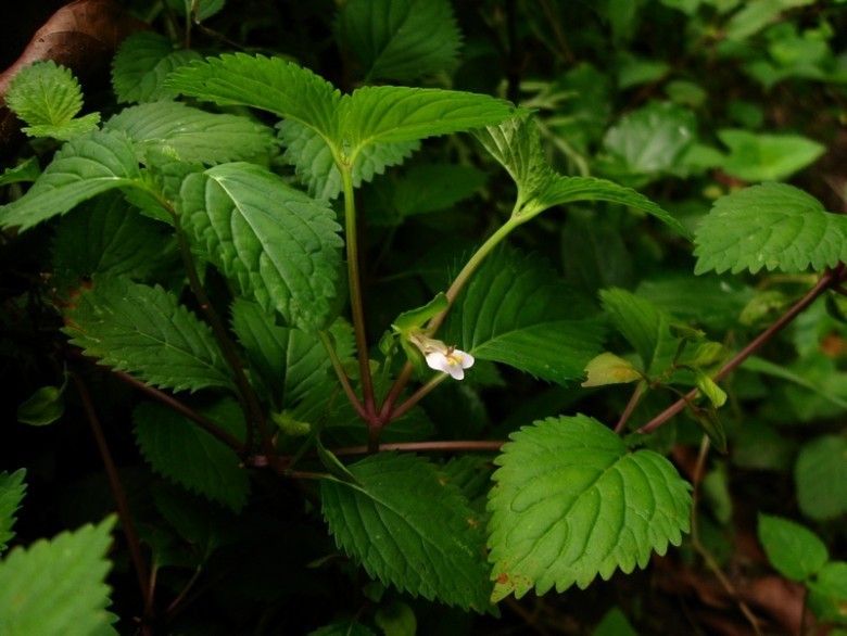 Hình ảnh cây Thanh ngâm