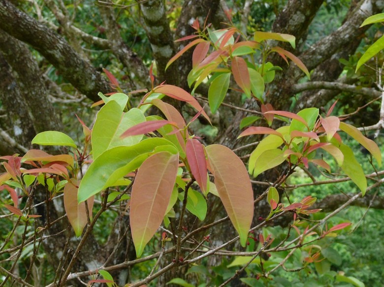 Hình ảnh cây Thành ngạnh đẹp