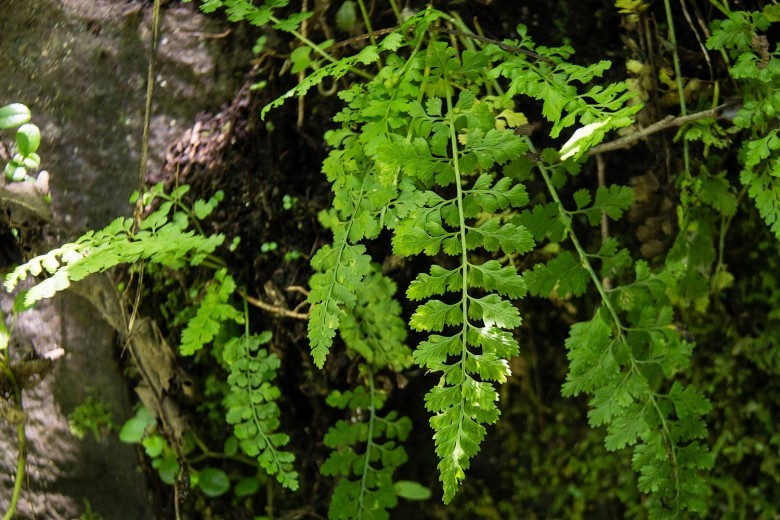 Hình ảnh cây Ráng can xỉ lá nhỏ