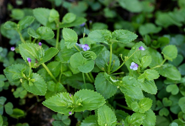 Hình ảnh cây Răng cưa lá rộng