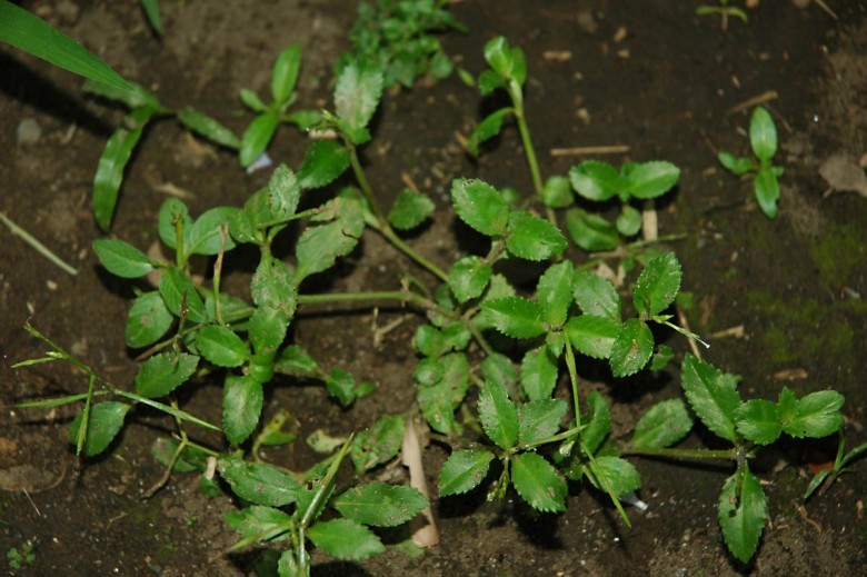 Hình ảnh cây Răng cưa mũi nhọn,