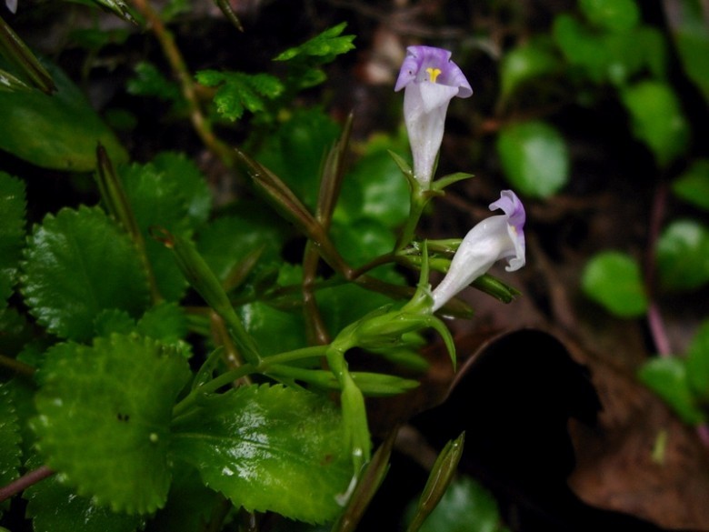 Hình ảnh cây Răng cưa tía