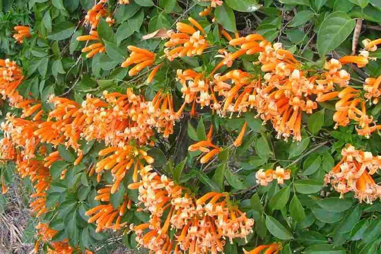 Hình ảnh cây Rạng đông