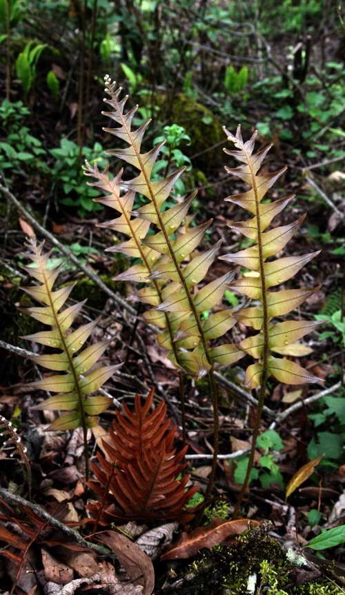 Hình ảnh cây Ráng đuôi phụng gần