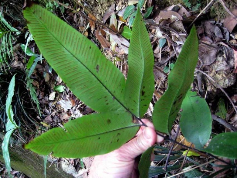 Hình ảnh cây Ráng song quần