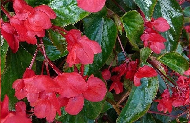 Hình ảnh cây Rau chua hay Thu hải đường trên đá