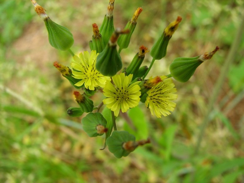 Hình ảnh chùm, hoa cây dược liệu Rau diếp đắng nhiều đầu