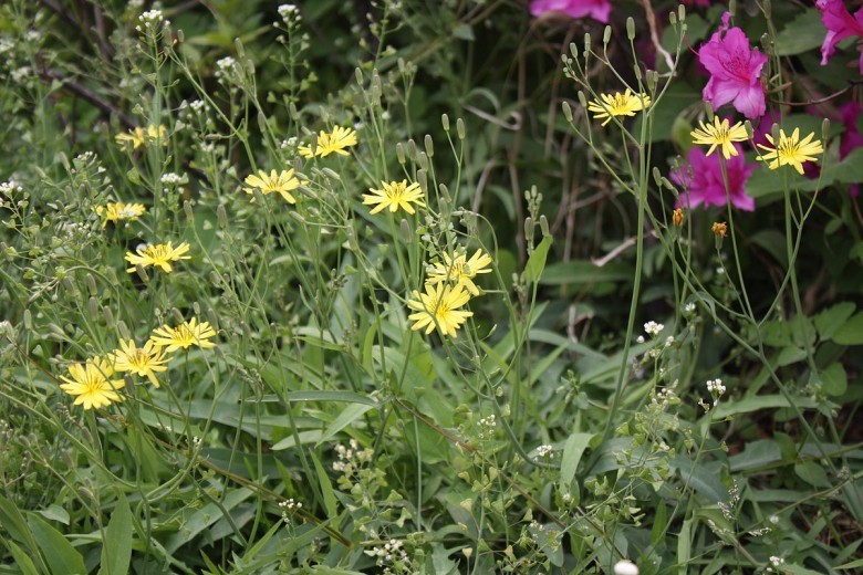 Hình ảnh cây Rau diếp đắng núi