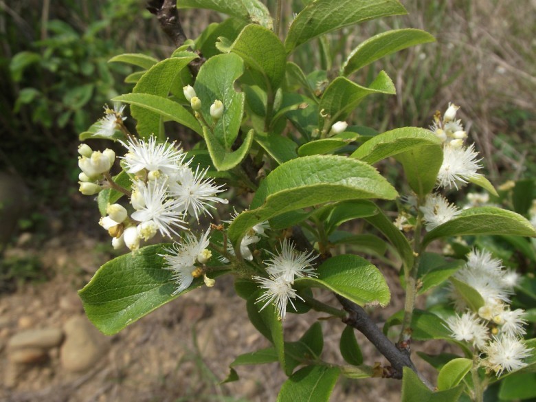 Hình ảnh cây Dung lá táo
