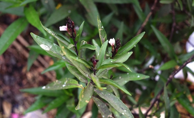 Hình ảnh cây Thanh táo