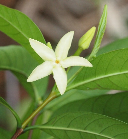 Hình ảnh hoa, cây Thần linh lá quế 