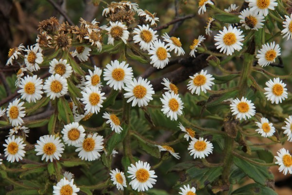 Hình ảnh hoa cây Thảo uy linh