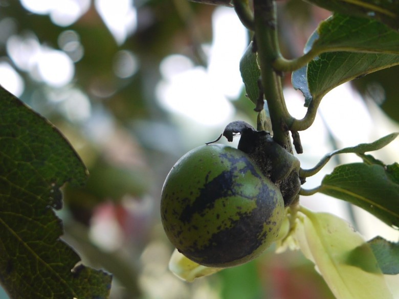 Hình ảnh quả, lá cây Thị đầu heo