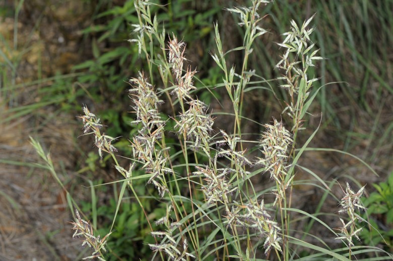 Hình ảnh cây Sả quăn