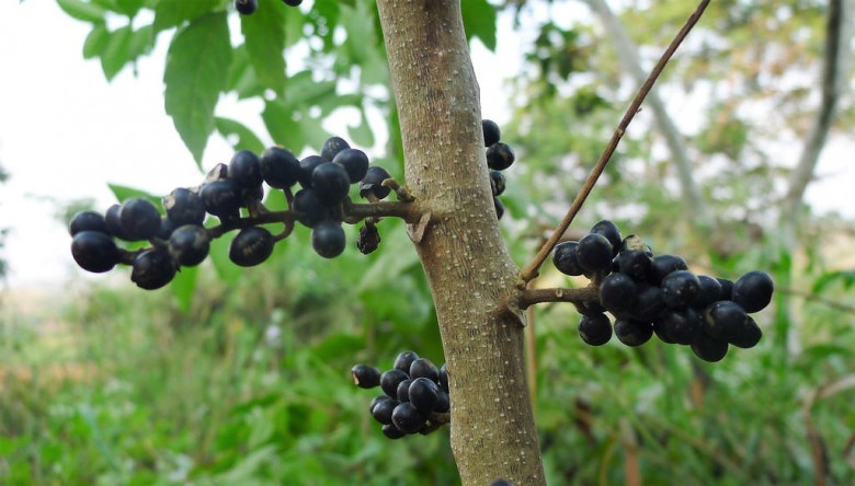 Hình ảnh quả, cây Sầu đâu cứt chuột