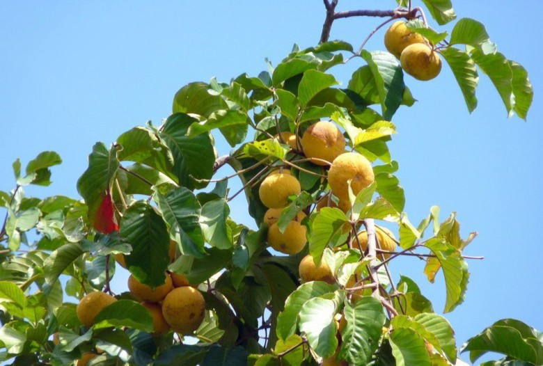 Hình ảnh cây Sấu đỏ