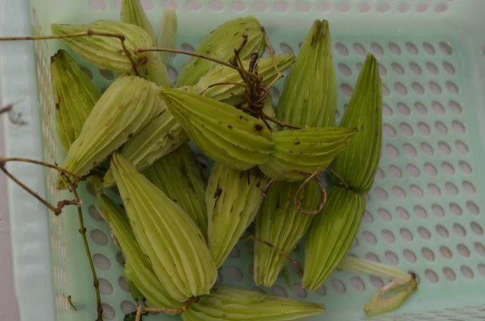 Hình ảnh quả cây Sữa dây quả cánh