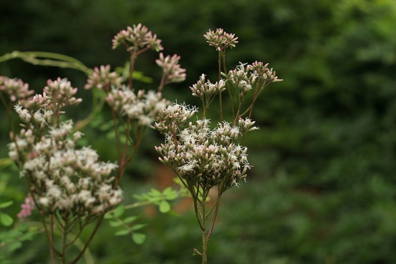 Hình ảnh cụm hoa cây Sơn lan