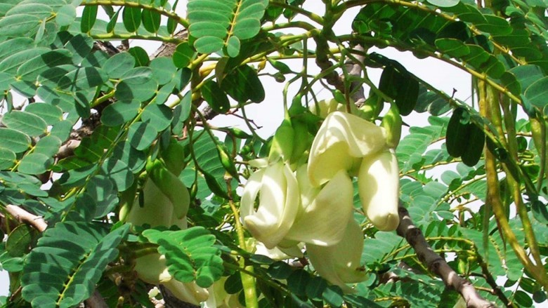 Hình ảnh, hoa, quả cây So đũa