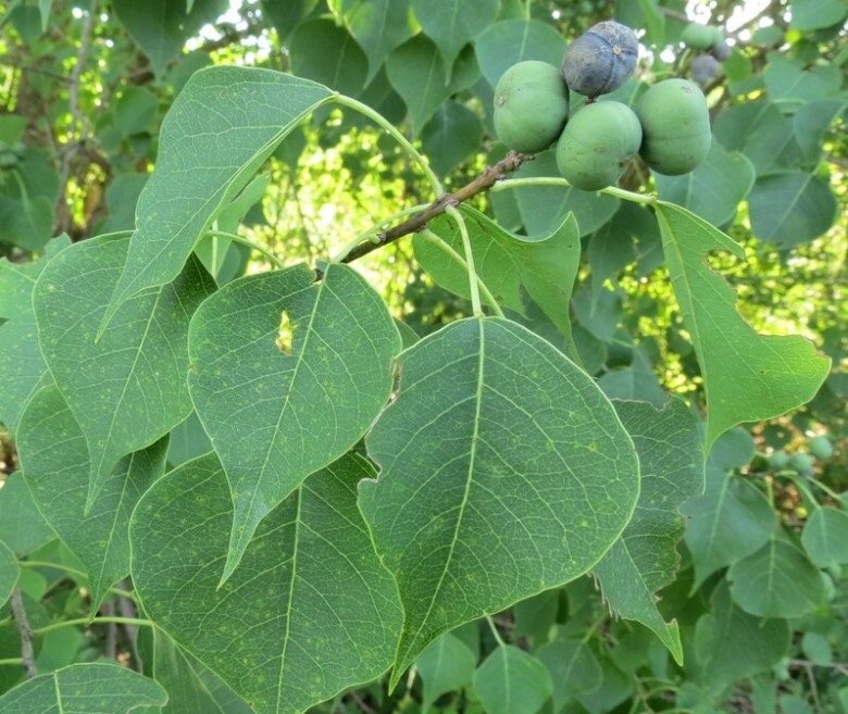 Hình ảnh cây Sòi