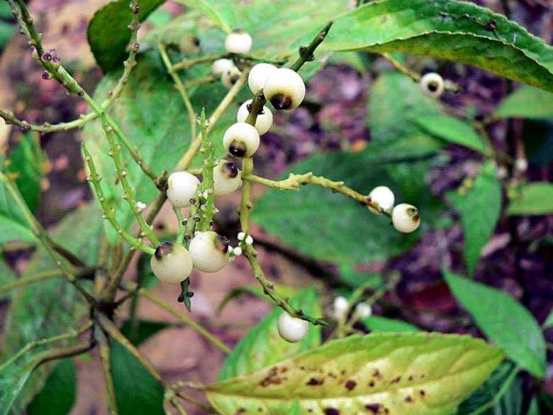 Hình ảnh quả cây Sói đứng