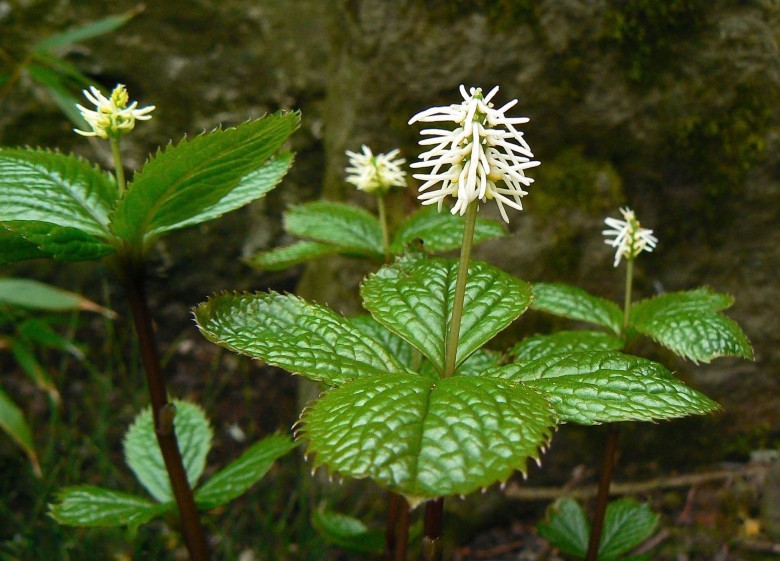 Hình ảnh cây Sói Nhật