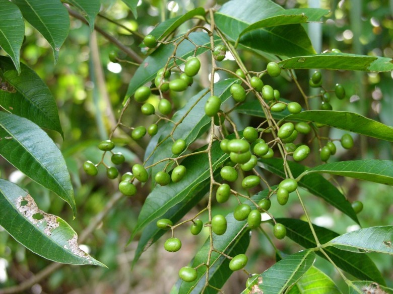 Hình ảnh quả cây Sơn