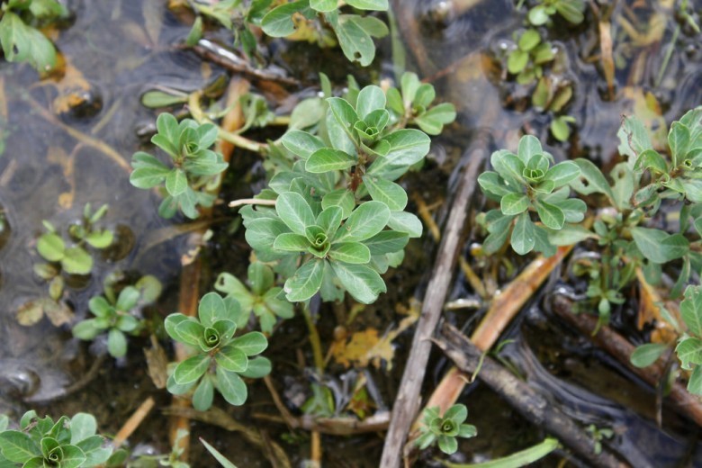 Hình ảnh cây Rau dừa nước