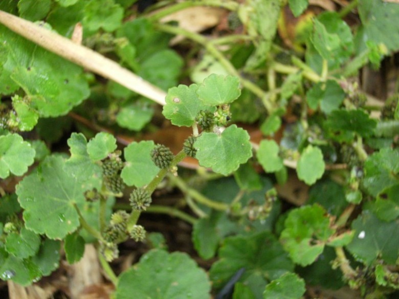 Hình ảnh cây Rau má lá to