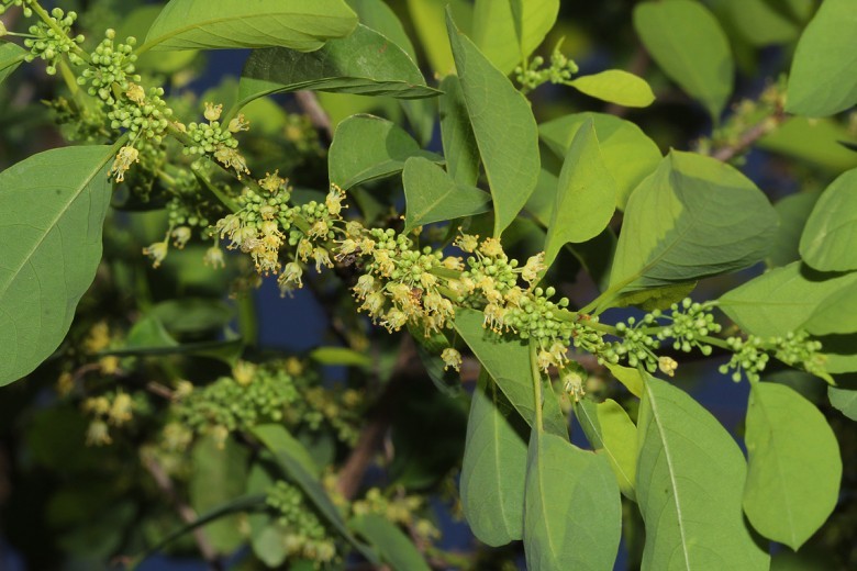 Hình ảnh chùm hoa cây Nổ