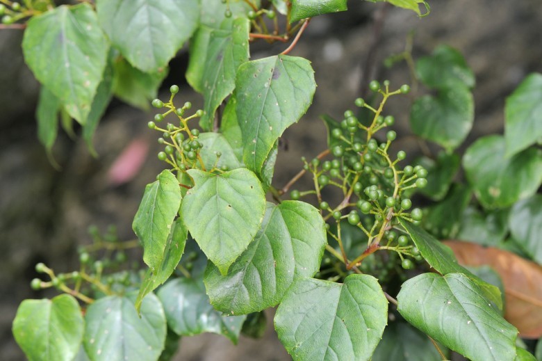 Hình ảnh cây Nho dại